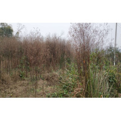 Tondeuse débroussailleuse - broyeuse à 36 fléaux 302cm3